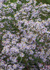 Aster ericoides 'Erlkonig'                     